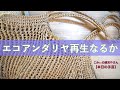 エコアンダリヤ再生なるか【本日の手芸】today's handicraft