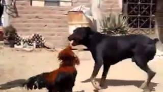 The dog fighting with cock