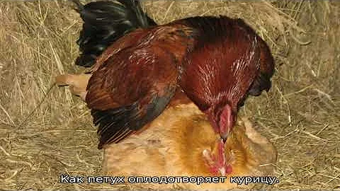 Как петух оплодотворяет курицу