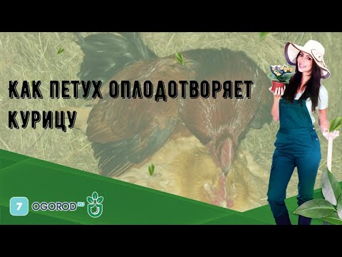 Видео: Реальна ли мимолетная катастрофа?