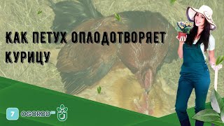 Как петух оплодотворяет курицу