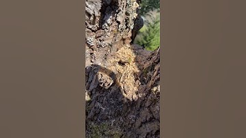 Full tree removal!!!