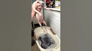 МОЕМ ЛЫСУЮ КОШКУ