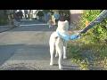【秋田犬ゆうき】秋田犬信号はきちんと守れたけど吠えてしまったので飼い主の教育的指導が入る【akita dog】