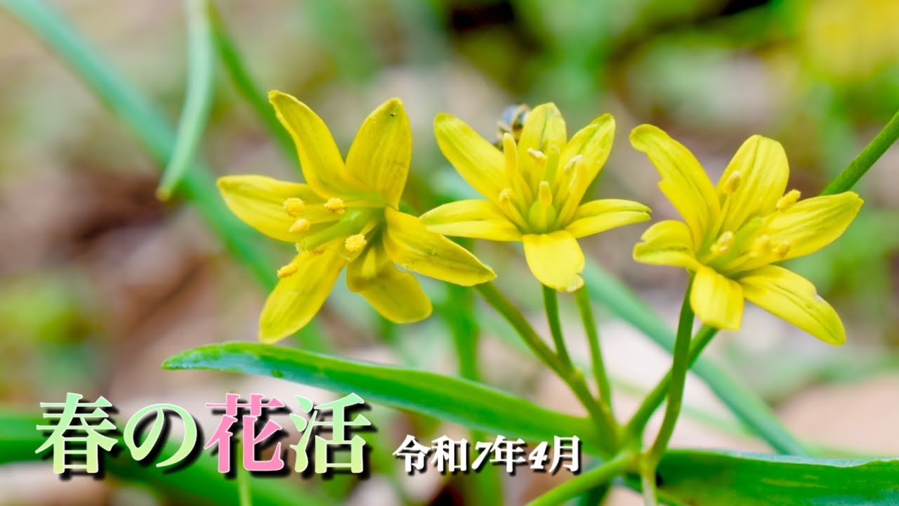 Spring Flowers] In April, I went to my hometown of Fukushima
