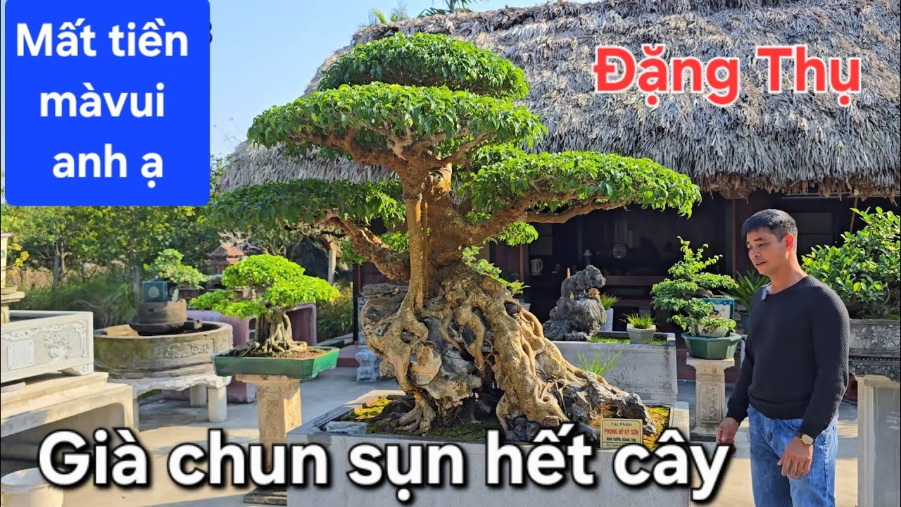 Đặng Thụ phải mất nhiều tiền để chuộc lại cây sanh quý này mà vui 