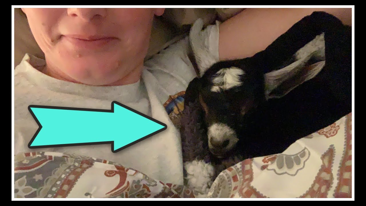 BABY GOAT in MY BED? The Story of Katniss