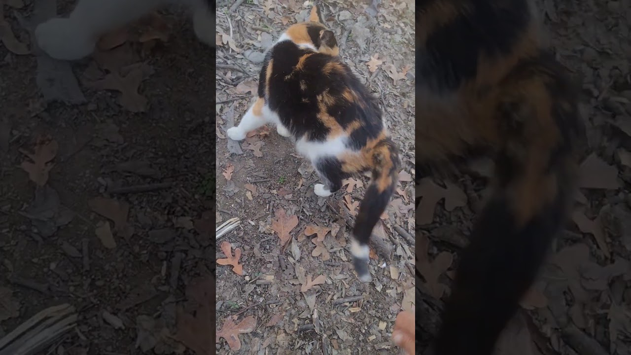 ГДЕ БЫЛ ПАКМЕН?! 