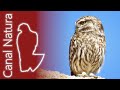 Mochuelo europeo (Athene noctua) Little Owl 4K