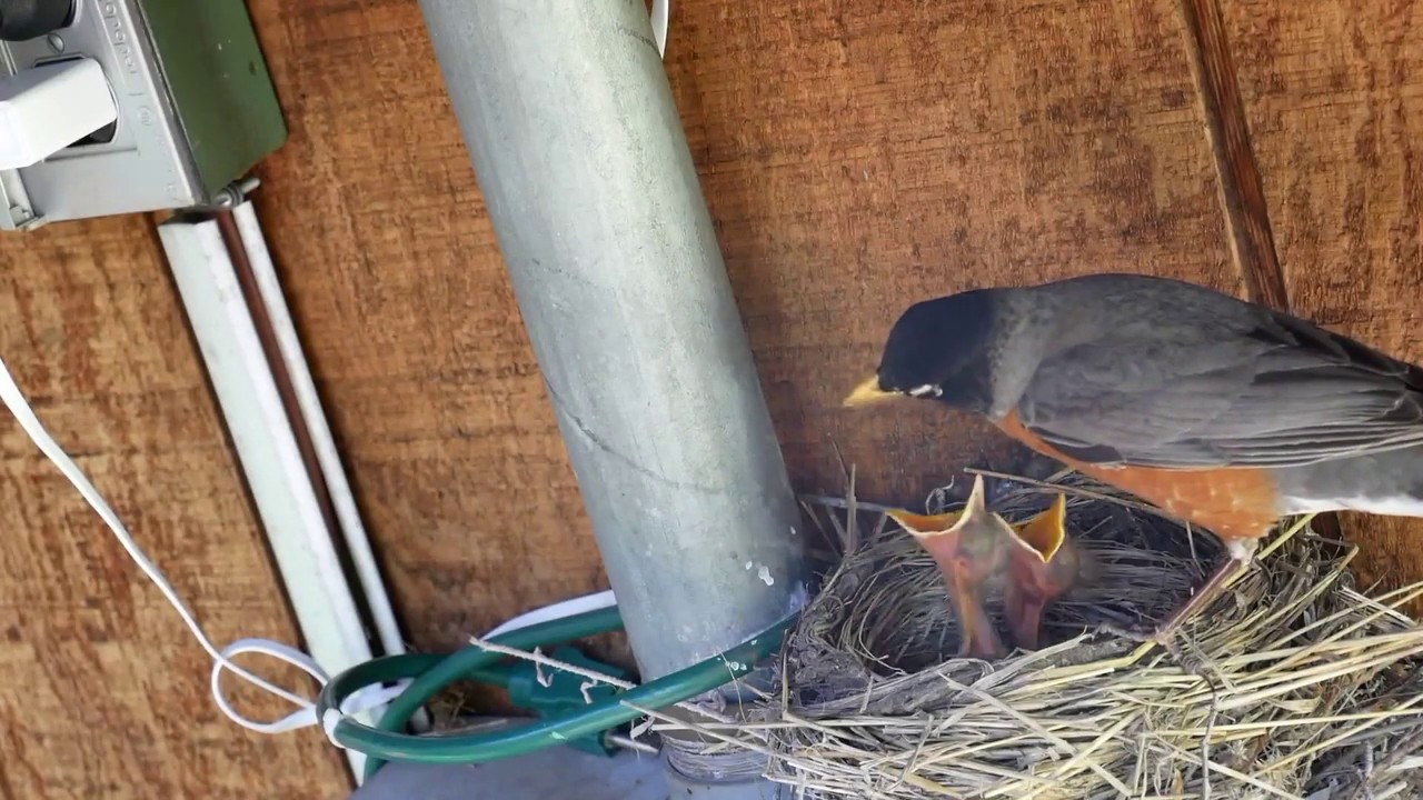 robin feeding chicks YouTube