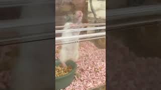 Life's Challenges: Why Animals Can't Help But Dance