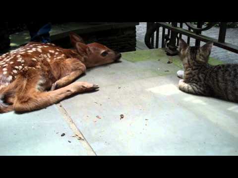 Kitten excited to see baby deer on the front porch