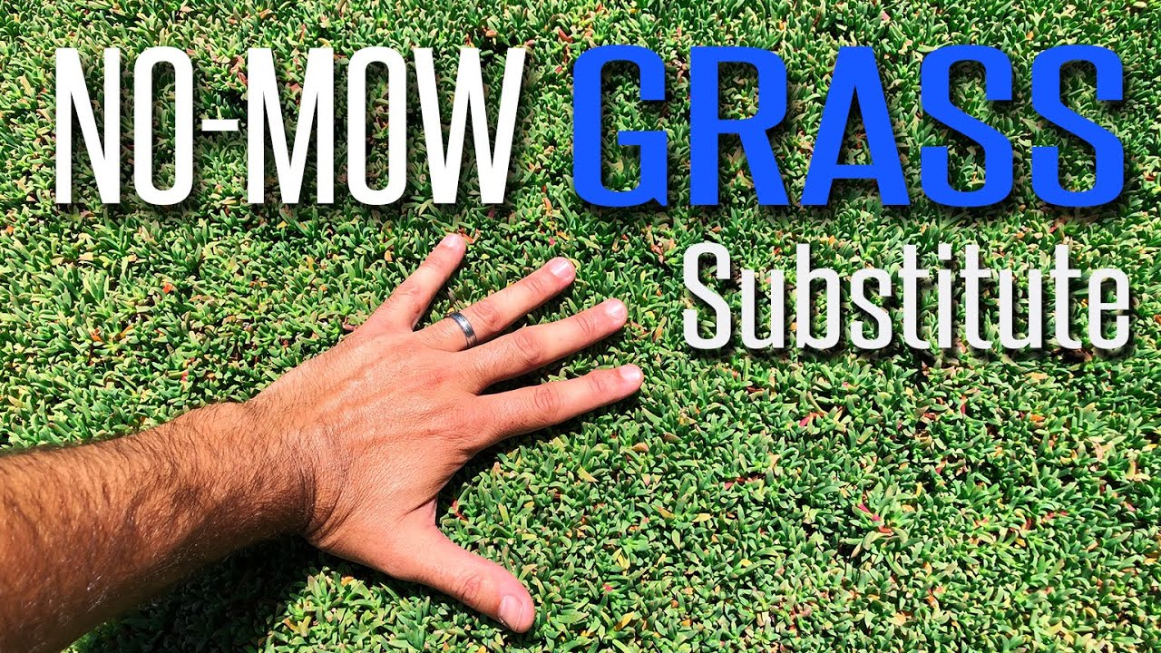 Why Lawns Suck (And A Few Alternatives That Don't)