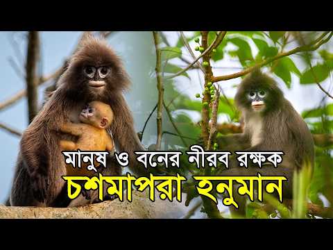 চশমাপরা হনুমান | Mysterious creature hiding in the swamps of Bangladesh