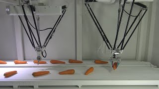 Using Vision AI and Delta X S Robot for Carrot Sorting