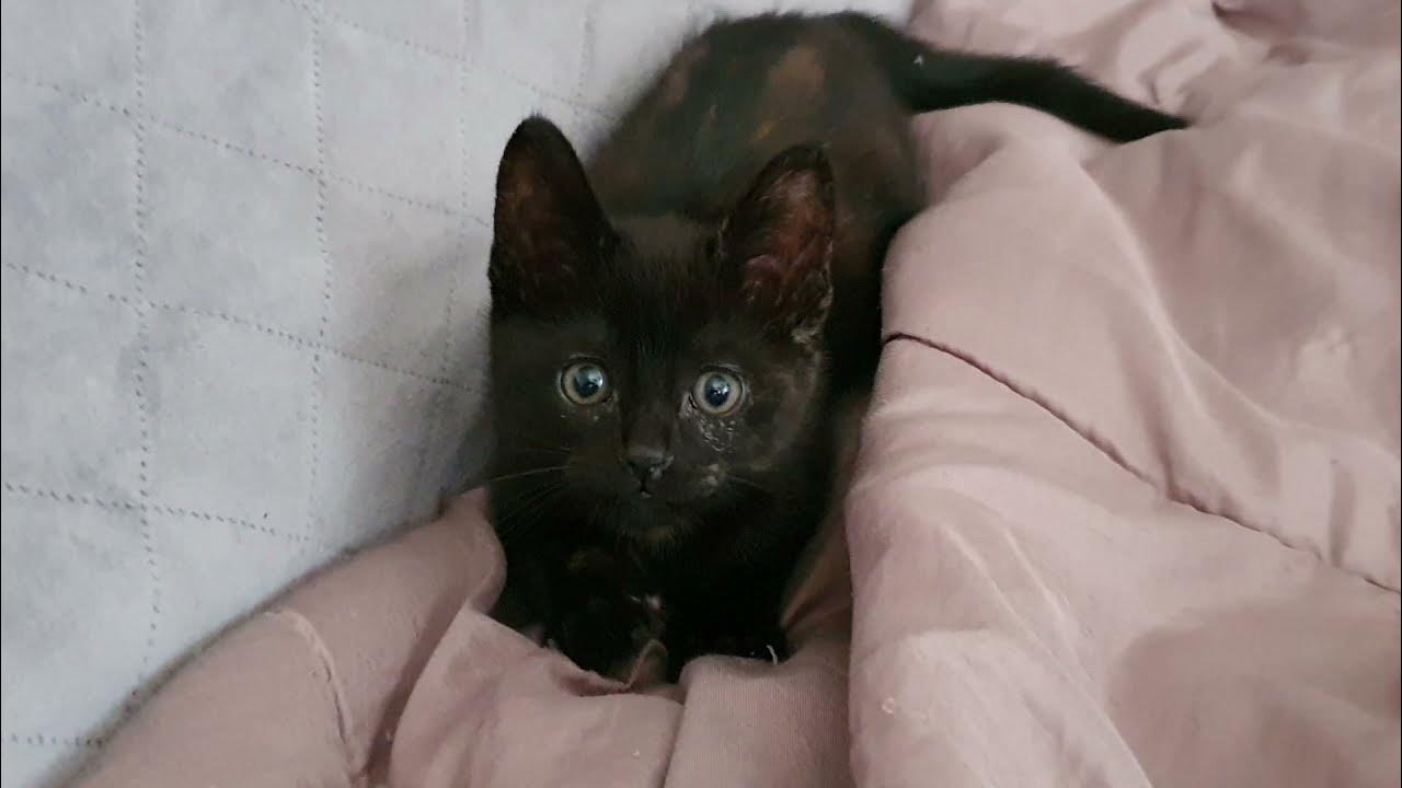 Chaton joue avec sa queue YouTube Chaton joue avec sa queue YouTube
