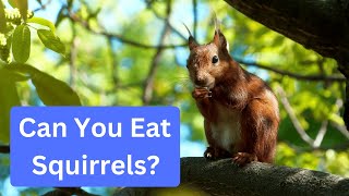 Can You Eat Squirrel from Your Backyard?