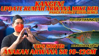 TIPS PILIH ARWANA BABY 10-12CM   KEMBALI KE RUMAH ARWANA MIKERED, BANYAK PR!