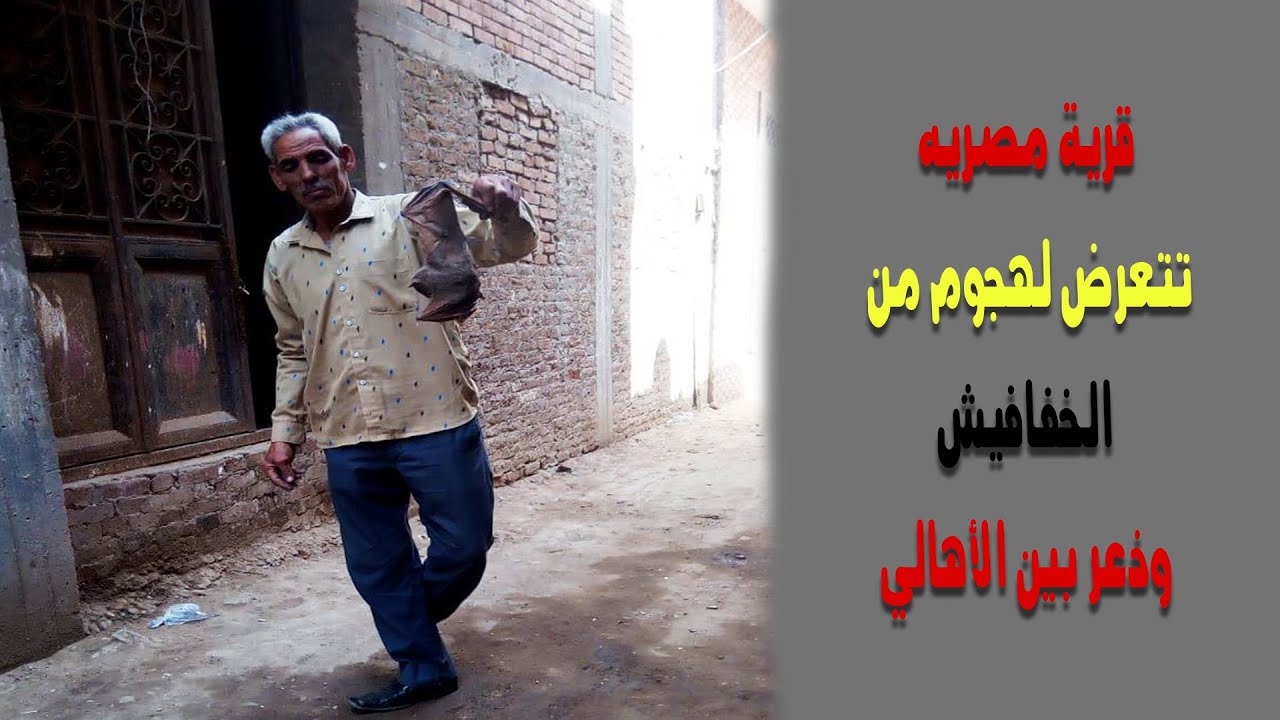 قرية مصريه تتعرض لـهجوم من الخفافيش.. وذعر بين الأهالي - YouTube