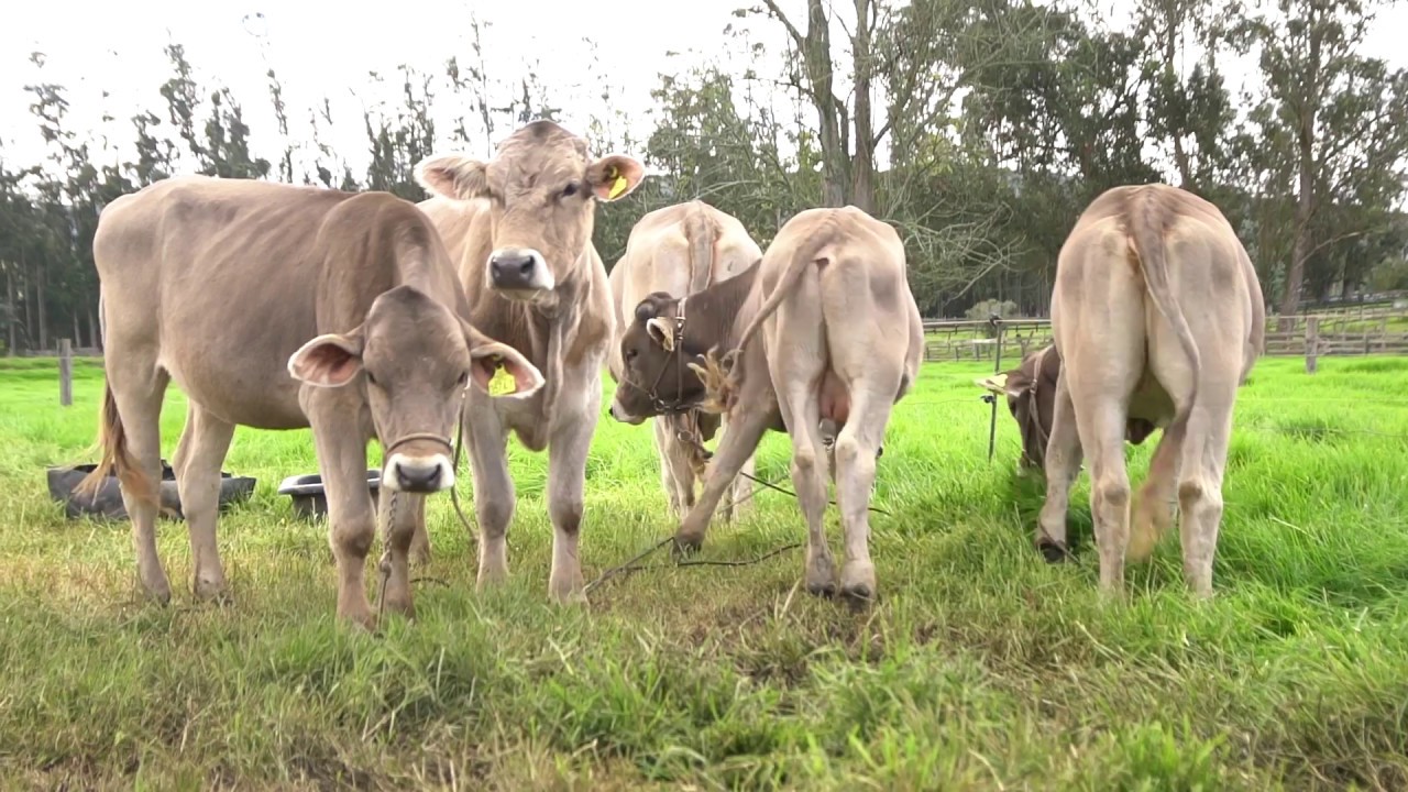 EMPRESARIOS DEL CAMPO RAZA BRAUNVIEH 08/07/17