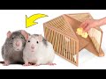 Как сделать безвредную крысиную ловушку из картона