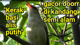 KERAK BASI gacor di kandang semi alam aviary Merah Putih