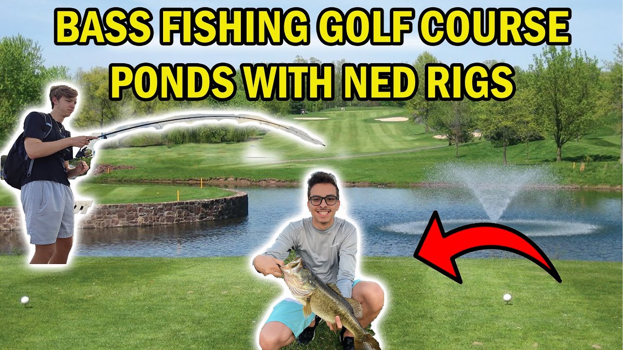 Fishing For 5lb Bass W/Ned Rigs In Golf Course Ponds! YouTube