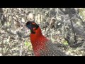 Satyr Tragopan