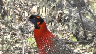 Satyr Tragopan