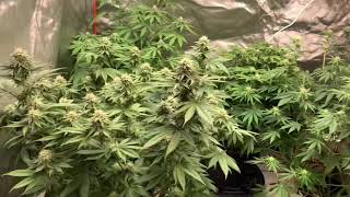 HOW TO PROPERLY WATER CANNABIS PLANTS