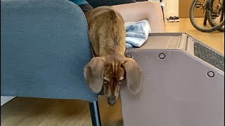 Mini dachshund's mini tantrums