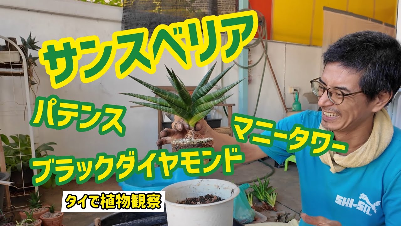 タイで植物観察】サンスベリアの植え替え、株分け！！その後の、再成長