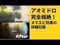 アオミドロ対策のミナミヌマエビ効果はすごかった