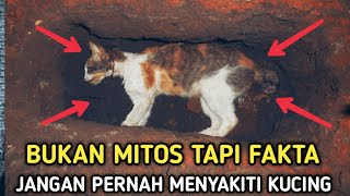 BUKAN MITOS !! HATI - HATI INI ALASAN SEBENARNYA MENGAPA KUCING HARUS DIKUBUR DALAM ISLAM ?