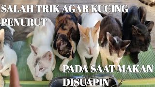 Salah Satu Trik Agar Kucing Penurut Pada Saat Makan Disuapin