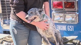 Arkansas family of five saved from house fire by 'hero' deaf dog