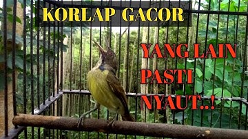 Korlap Gacor Dengar Langsung Nyaut