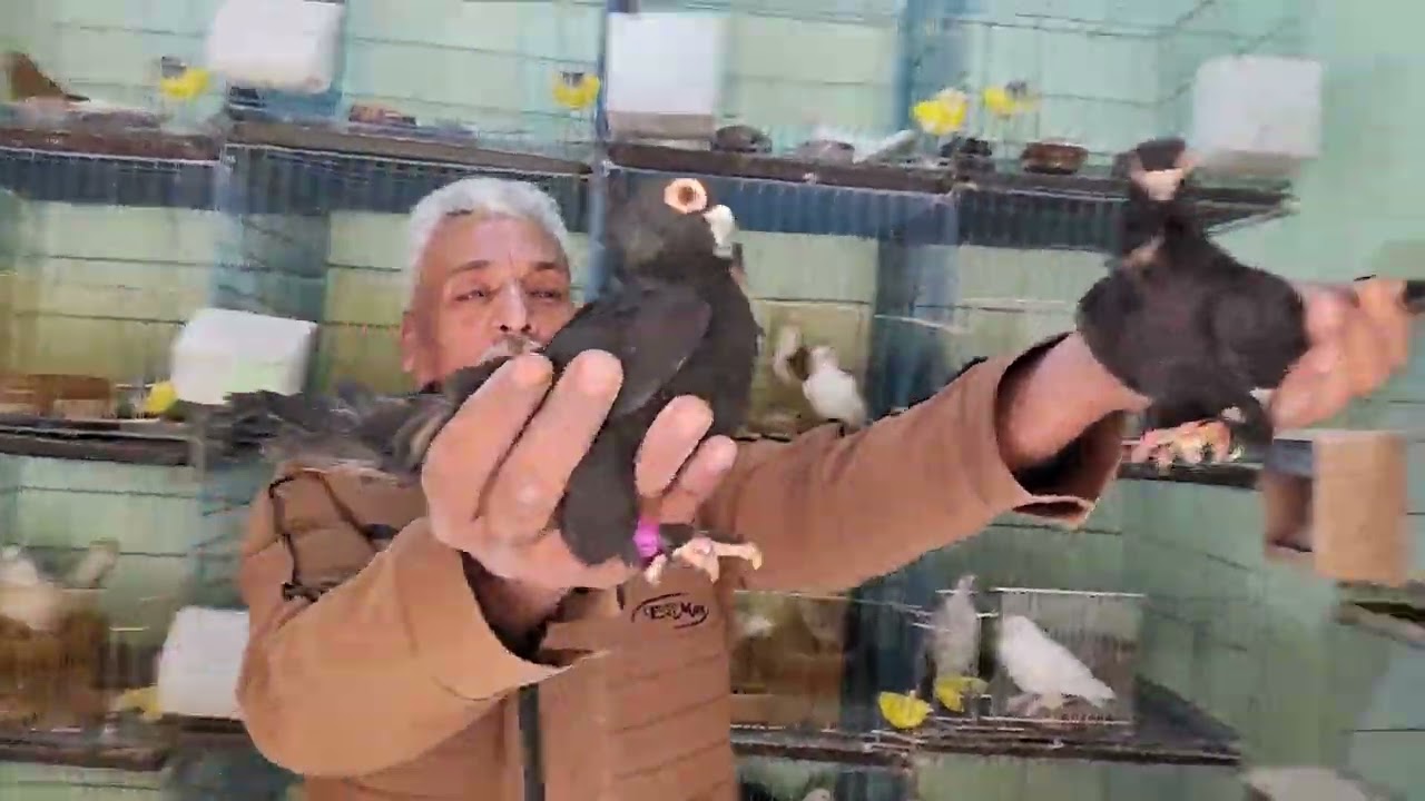 @عرض مجموعة حمام للبيع#تقاليب الحمام#اسعار الحمام#اسعار#حمام#طيور#حمام زينة