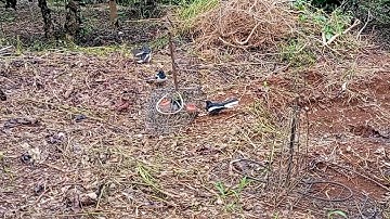 Bẫy chích chòe than , đụng cặp bổi siêu hăng 2022