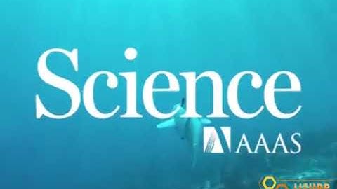 Snippet Watch a robotic fish swim