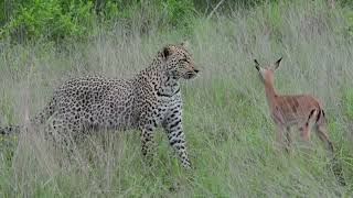 Incredible footage of leopard behaviour during impala kill - Sabi Sand Game Reserve, South Africa-8