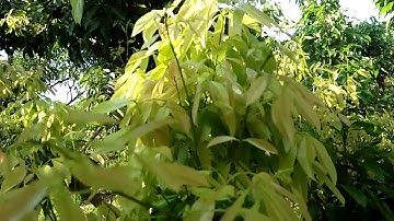 Hai vườn vải ở Bắc Hai,  Quý Sơn, Lục Ngạn, Bắc Giang.