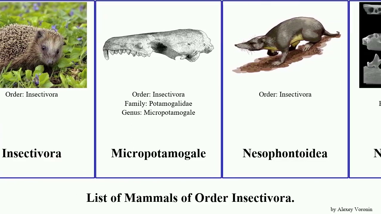 List of Mammals of Order Insectivora. Potamogalidae Patrikios Shrew orderinsectivora Glacier Otter
