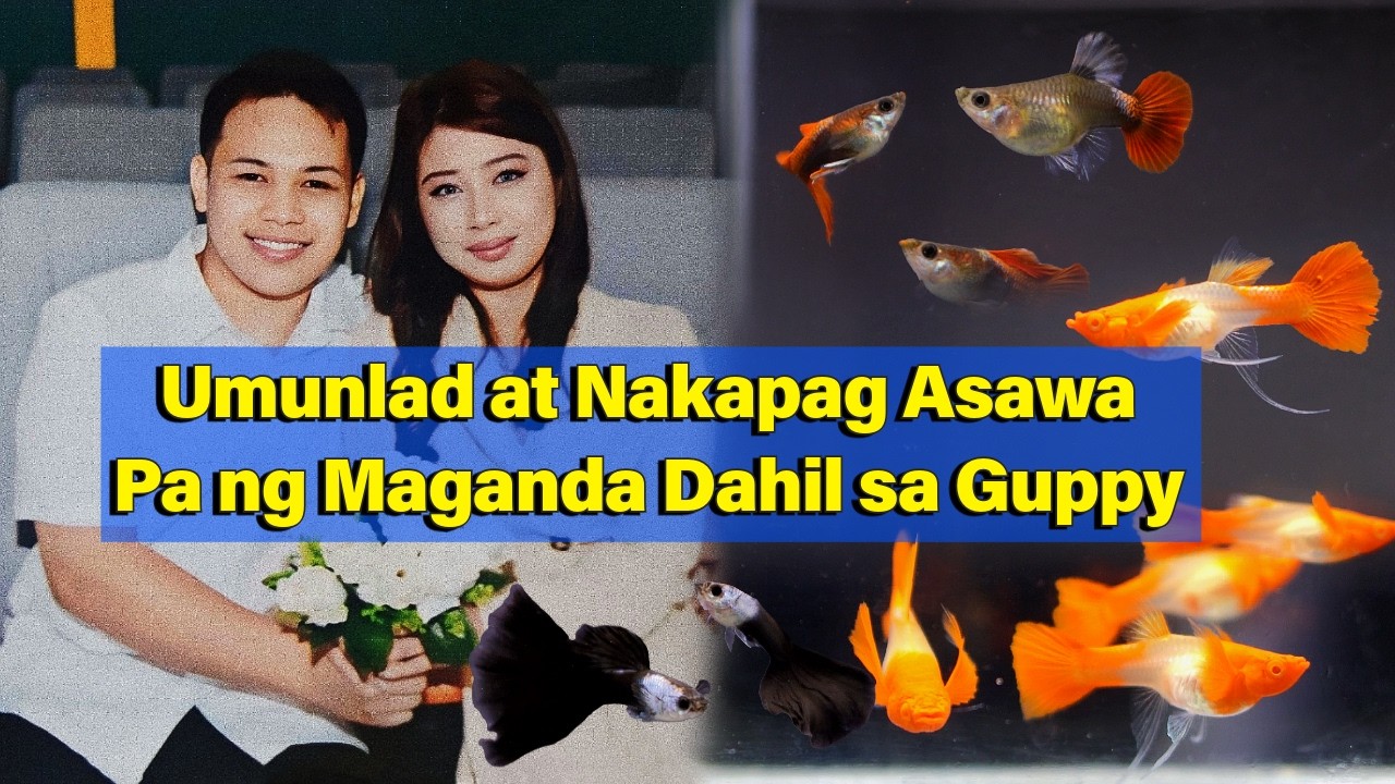 Umunlad at Nakapag Asawa Pa ng Maganda Dahil sa Guppy