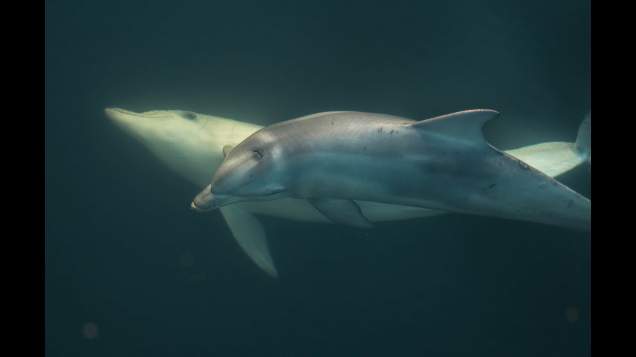 Port River Dolphins, Behind the News