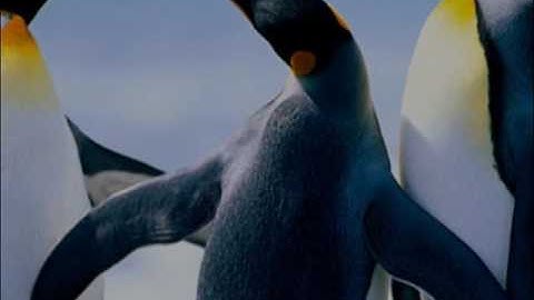 position,scale,rotation and opacity effect