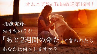 -治療実録-おうちの子があと2週間の命だと言われたら、あなたは何をしますか？