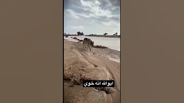 الذيب قصيده 