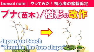 【苗木から作る】ブナ盆栽の樹形改作（植え替え）！寄せ植えから模様木へ／2021.2｜Japanese Beech “Remake the tree shape”／bonsai