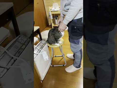 腹が減って抱っこどころではない猫